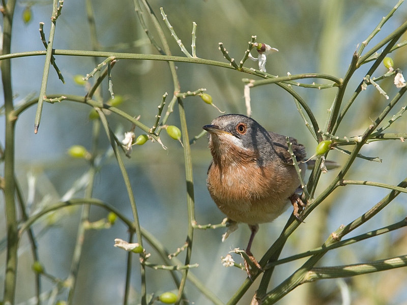 Sylvia cantillans Subalpine Warbler Baardgrasmus